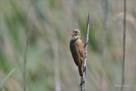 <p>RÁKOSNÍK OBECNÝ (Acrocephalus scirpaceus) jižní Morava ---- /Eurasian reed warbler – Teichrohrsänger/</p>